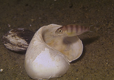 Pseudotropheus livingstonii 'Kande Island'